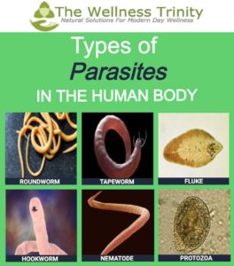 types of parasites-1