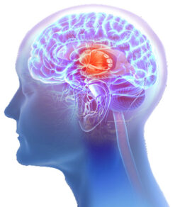 3d illustration of the human brain anatomy