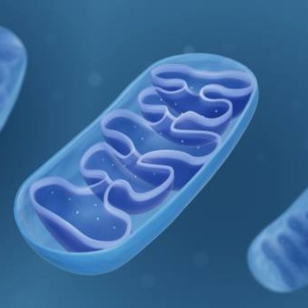 mitochondria